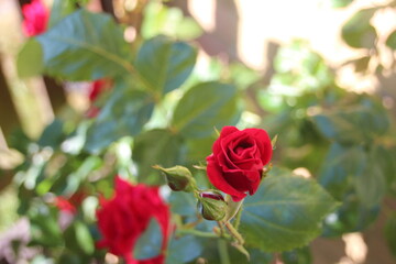 red rose
