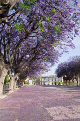 Branches of blooming jacaranda with purple flowers against the blue sky.