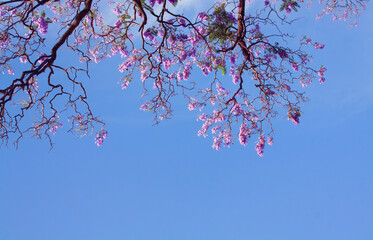 Branches of blooming jacaranda with purple flowers against the blue sky.