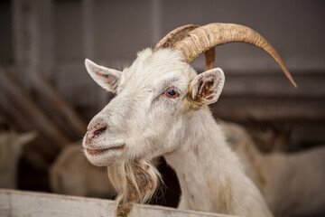 Friendly goat asks for food
