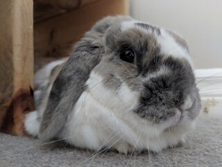 A holland lop-eared bunny up close