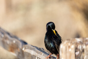 Starling birds perched on fence posts
