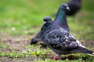 bluish-gray city pigeon sits on the green grass in a park on a blurred background