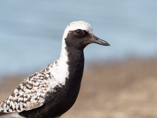 Black-bellied Plover in Alaska