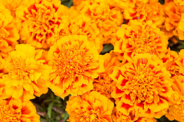 Brighten up any landscape. Marigold tagetes background. Flower garden and gardening. Gardening and landscaping. Gardening and horticulture. Gardening hobby. Floral shop. Summer flower bloom