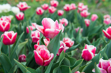Take care of it. Hollands tulip bloom in spring season orangery. group of pink holiday tulip flowerbed. Blossoming tulip fields. spring landscape park. country of tulip. beauty of blooming field