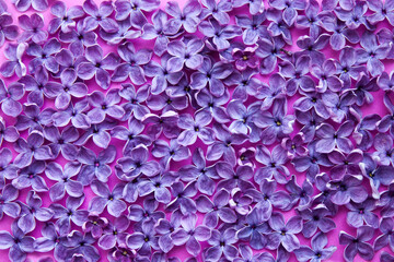 Background of lilac flowers, top view