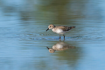 A Semipalmated Sandpiper in Alaska
