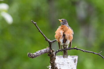 An American Robin in Alaska