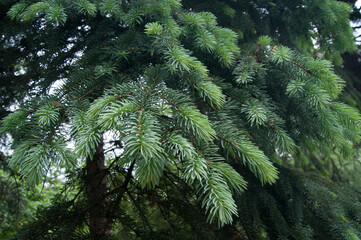 Picea abies European or Norway spruce