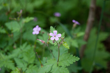 Geranium robertianum herb-Robert red robin, death come quickly, storksbill, fox geranium, stinking Bob, squinter-pip fowers