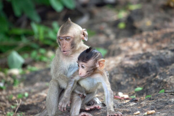 Naklejka premium 可愛いサル 