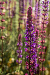 Obraz premium Summer flower in purple
