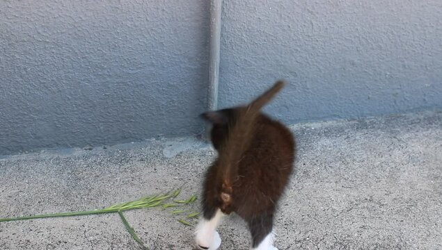 Unos peque&ntilde;os gatos jugando con una planta 