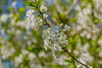 Blooming apple tree flowers macro view. Spring garden landscape,