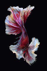 Fototapeta na wymiar Multi color Siamese fighting fish(Rosetail)(half moon),fighting fish,Betta splendens,on black background 