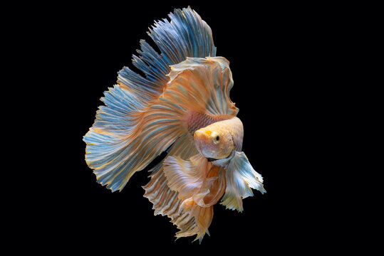 Multi color Siamese fighting fish(Rosetail)(half moon),fighting fish,Betta splendens,on black background 