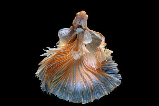 Multi color Siamese fighting fish(Rosetail)(half moon),fighting fish,Betta splendens,on black background 