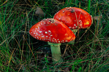 Toxic  red Fly Agaric mushroom  in grass on autumn forest background.  Red poisonous Amanita Muscaria fungus macro close up on green and yellow  leaves