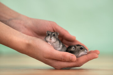 Closeup of two small funny miniature jungar hamsters sitting on a woman's hands. Fluffy and cute Dzhungar rats at home.