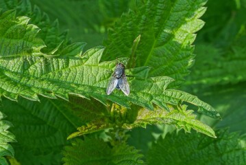 one small gray fly sits on a green leaf of a nettle plant in nature