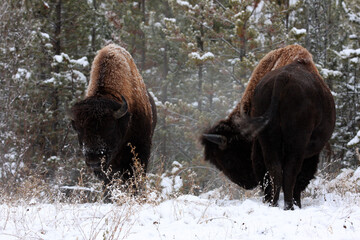 Bison in Yukon Territory