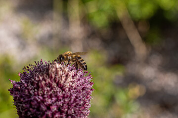 Macro shot of a bee on a flower