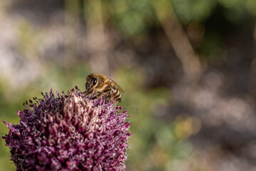 Macro shot of a bee on a flower