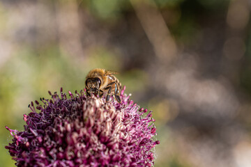 Macro shot of a bee on a flower