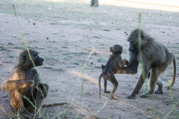 Familia de macacos en el zoo