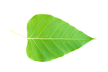 Obraz premium Leaf bodhi leaf