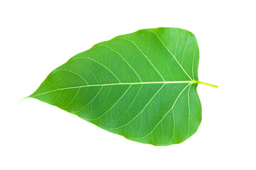 Obraz premium Leaf bodhi leaf