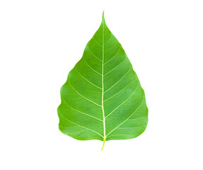 Leaf bodhi leaf