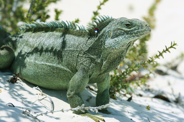 Iguana Island in Turks and Caicos