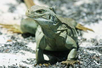 Iguana Island in Turks and Caicos