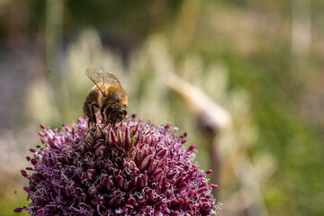 Macro shot of a bee on a flower