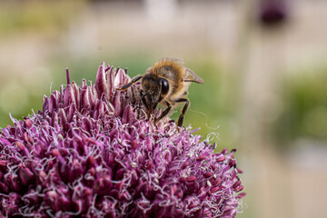 Macro shot of a bee on a flower