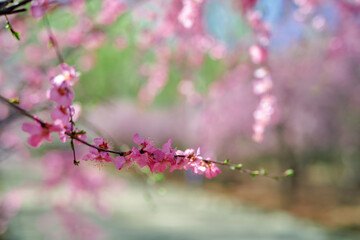 A spring scene of flowers in full bloom.