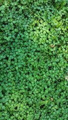 Green leaves of white clover. Lots of tiny leaves. Leafy background