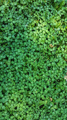 Green leaves of white clover. Lots of tiny leaves. Leafy background
