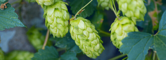 Cones of hops in a basket for making natural fresh beer, concept of brewing. Beautiful panoramic...