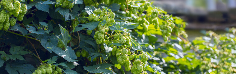 Cones of hops in a basket for making natural fresh beer, concept of brewing. Beautiful panoramic...