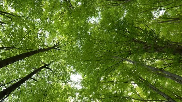 Bottom up view of lush green foliage of trees. Camera moves through the forest with large green trees. Summer background
