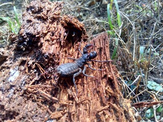 Close up Thelyphonida (also called whip scorpions, pekok, ketonggeng, vinegaroons,  vinegarroons, vinegarones, uropygids) with a natural background. The exotic small balck animal.