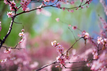 A spring scene of flowers in full bloom.