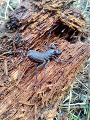Close up Thelyphonida (also called whip scorpions, pekok, ketonggeng, vinegaroons,  vinegarroons, vinegarones, uropygids) with a natural background. The exotic small balck animal.