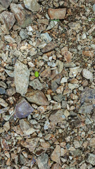 Small crushed stone with small plant details. Stone background