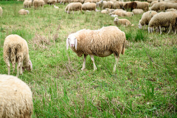 Obraz na płótnie Canvas White Sheep