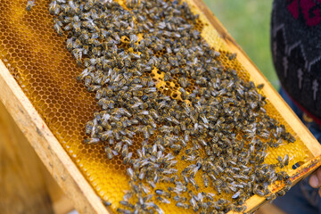 Closeup of a frame with a wax honeycomb of honey with bees on them. Apiary workflow.