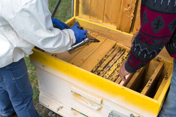 A farmer on a bee apiary holds frames with wax honeycombs. Planned preparation for the collection of honey.